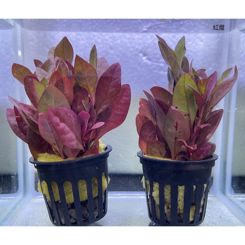 興隆魚蝦坊 紅燈水草陰性水草水草造景魚缸擺設無需co2 蝦皮購物
