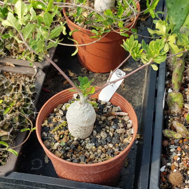 瘋肉植物園 多肉植物 火星人 塊根 蝦皮購物