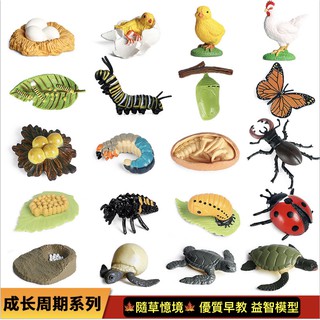 🍁（8款成長週期）仿真動物 青蛙 蝴蝶 公雞 海龜 瓢蟲 蜜蜂 蛾 種子 昆蟲 植物 動物模型 玩具 spg 隨草憶境