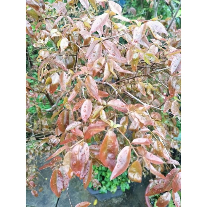 福岡大果樹葡萄 八年盆栽