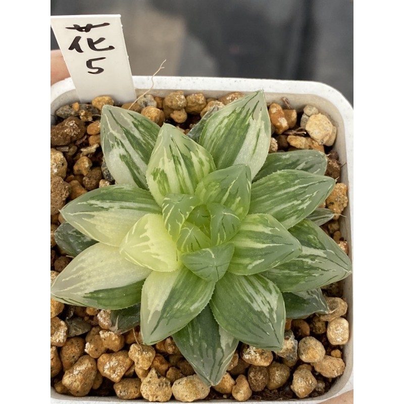 Haworthia ハオルチア花火オブツーサ錦 蝦皮購物