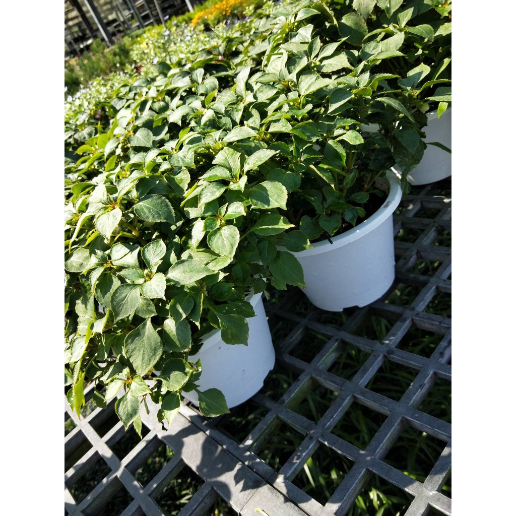 鳳仙花的價格推薦第5 頁 21年11月 比價比個夠biggo