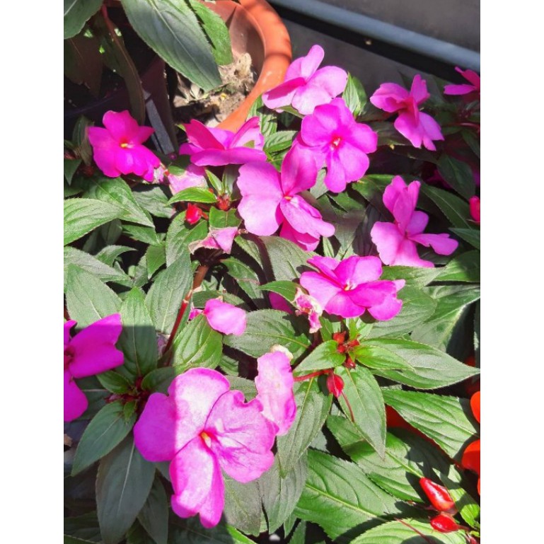 花田厝 季節花卉 新幾內亞鳳仙花 草花 鮮豔的花色 3 5吋盆高10 cm 蝦皮購物