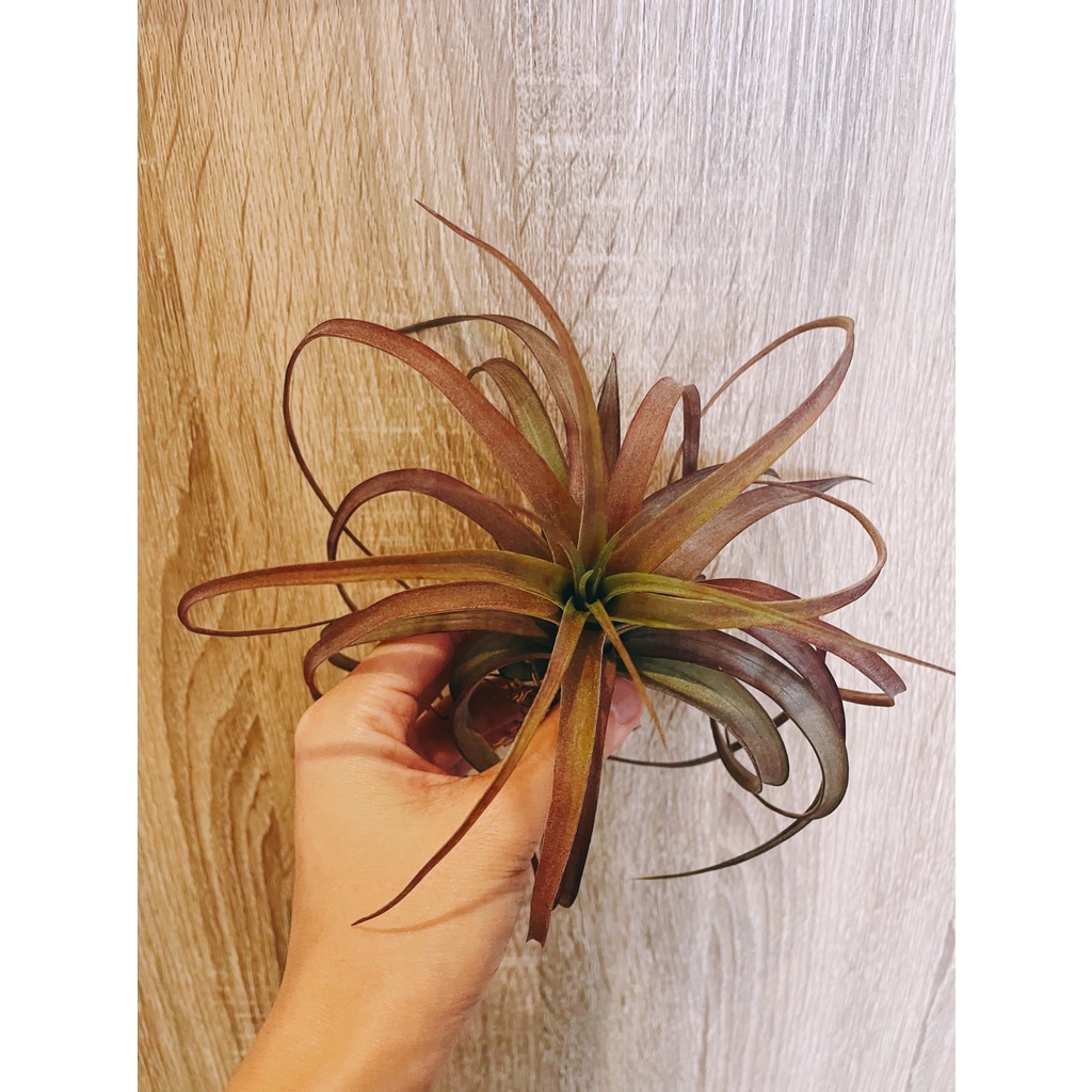 空氣鳳梨-愛結-Tillandsia Love Knot