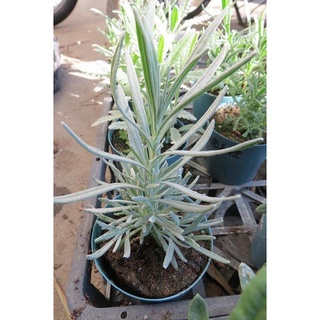 茂豐~盆栽 蕾絲薰衣草 Lavandin. Les 3吋 $60/盆 五吋$150