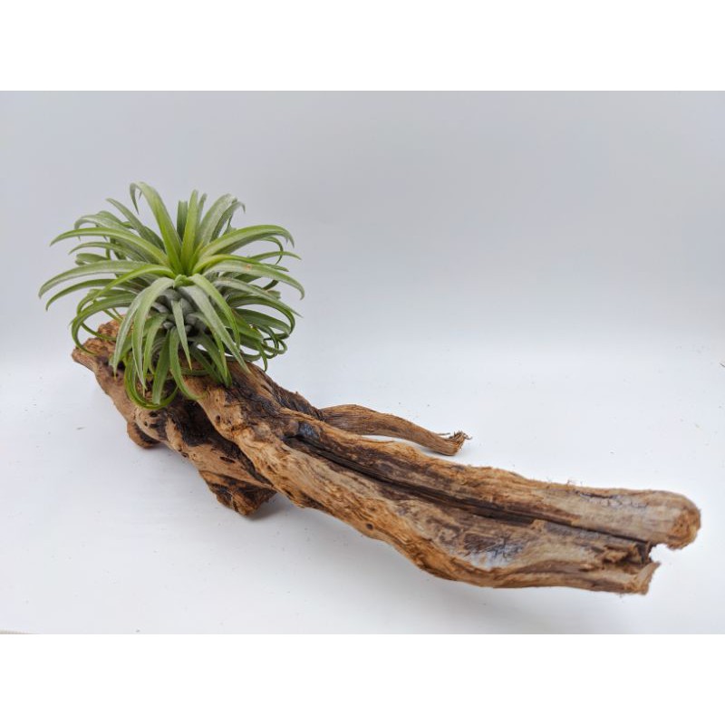 多肉植物空氣鳳梨造景流木 蝦皮購物