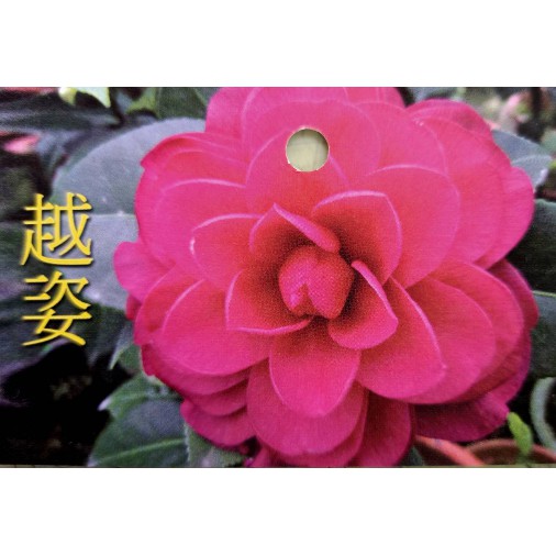 慶平花坊-[越姿茶花苗]茶花-3吋盆