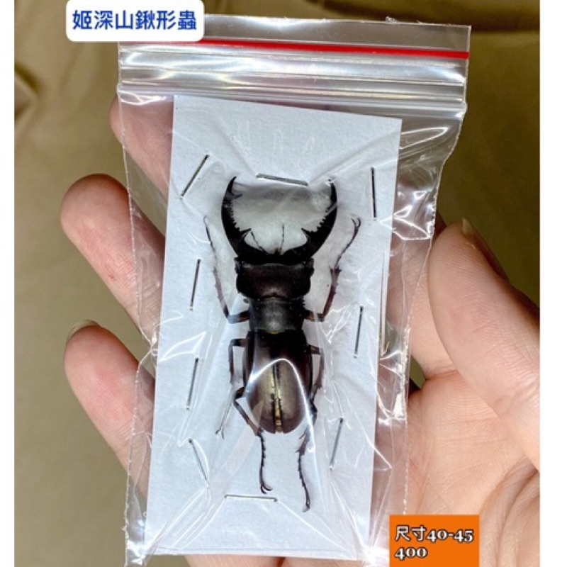 台灣姬深山鍬形蟲標本 蝦皮購物