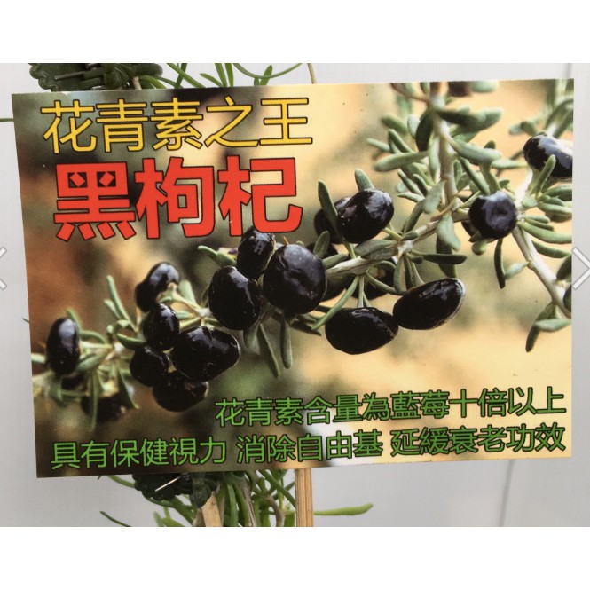 花囍園 水果苗 黑枸杞 別名蘇枸杞 花青素含量高 4吋高約 35cm 售4特價350 蝦皮購物