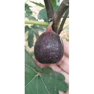 水果苗 黑皮無花果 7 8吋盆 高30 50cm 1入 蝦皮購物