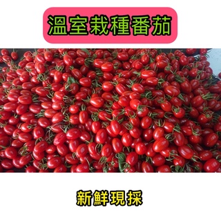 【嘉義小農栽種🍅皮薄多汁】溫室小番茄
