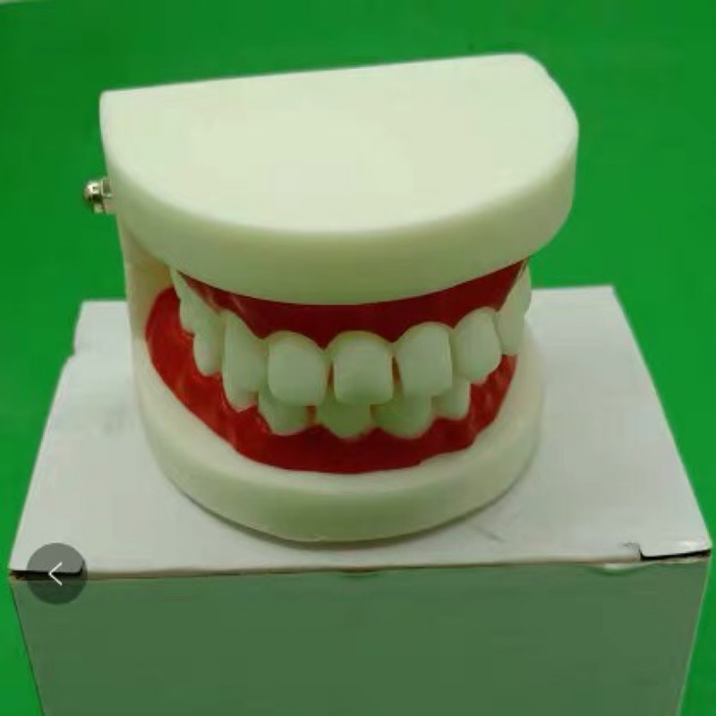 兒童牙齒模型/牙齒模型/保姆考試用品/齒科用品/牙齒模型/牙齒教學用品/幼稚園教具