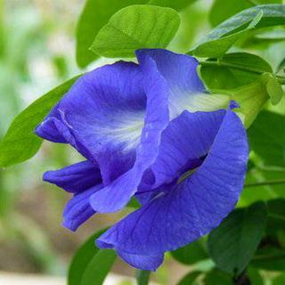 重瓣蝶豆花種子 優惠推薦 22年7月 蝦皮購物台灣