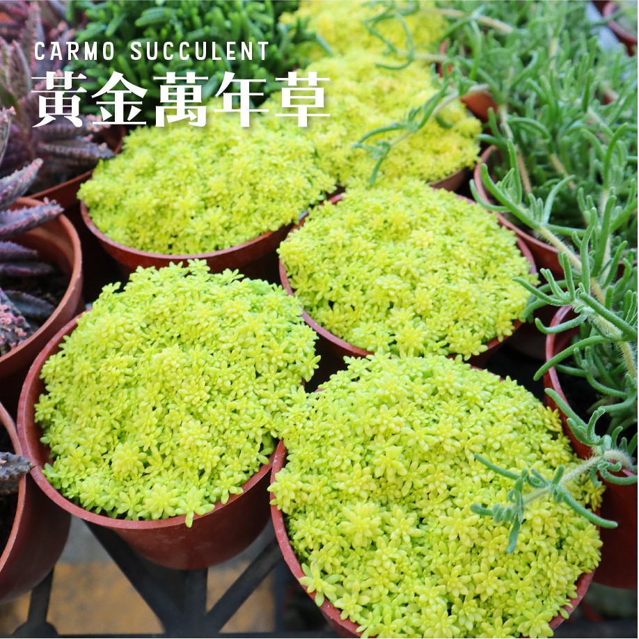 Carmo黃金萬年草爆盆多肉植物成株 3吋 Z0127 蝦皮購物