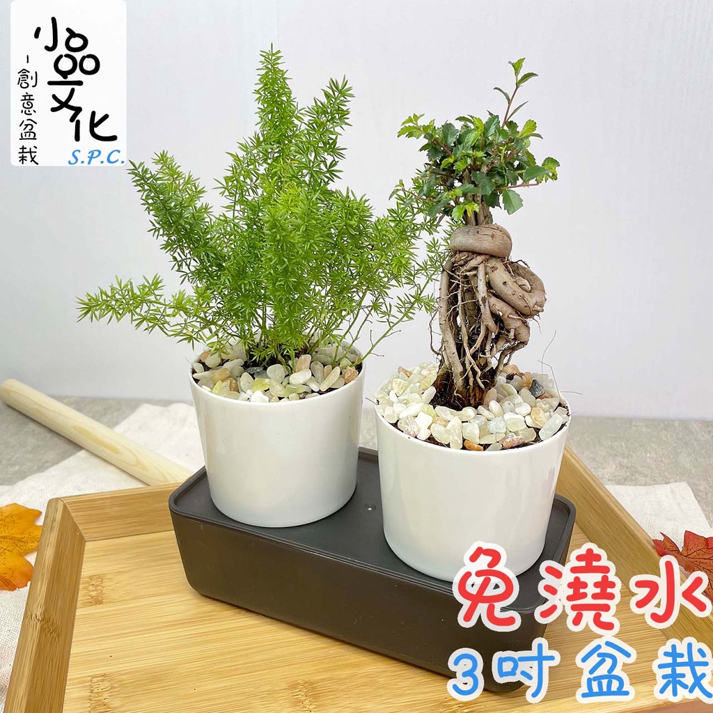 【小品文化】武竹 榆樹【現貨】3吋雙子免澆水盆栽 懶人盆栽 觀葉植物 室內植物 自動吸水 創意花盆 居家辦公盆花