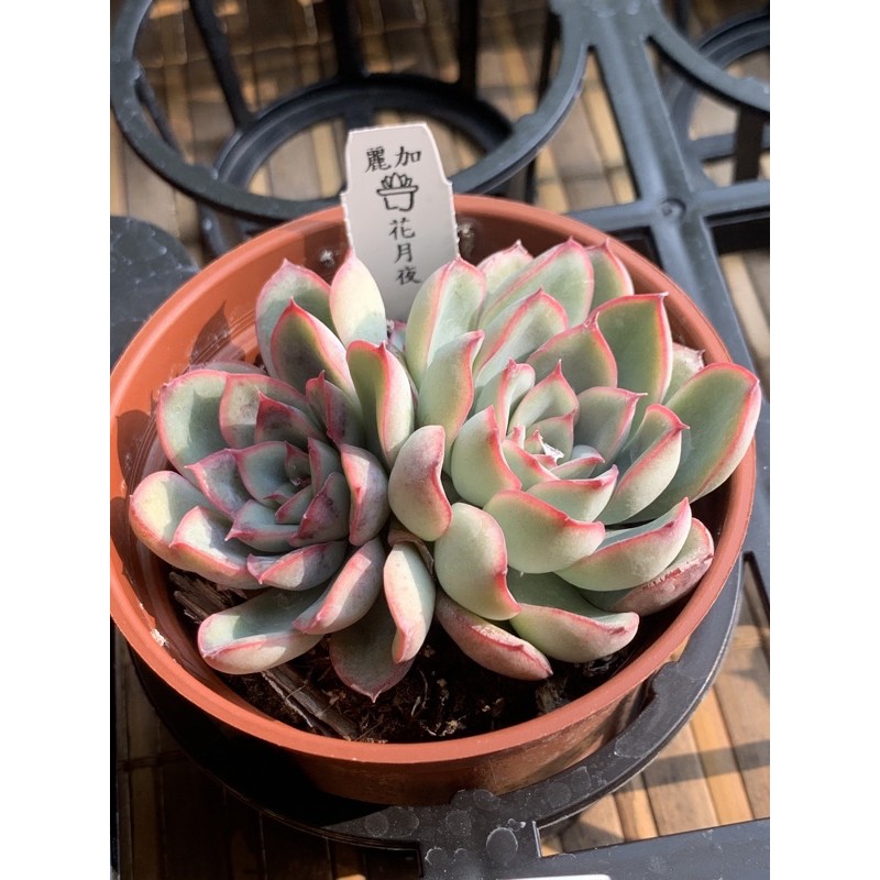 麗加 多肉植物 花夜月 花月夜 單雙頭隨機出貨 蝦皮購物