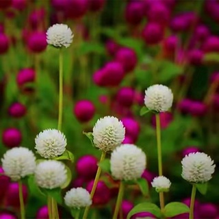 千日紅 優惠推薦 23年2月 蝦皮購物台灣