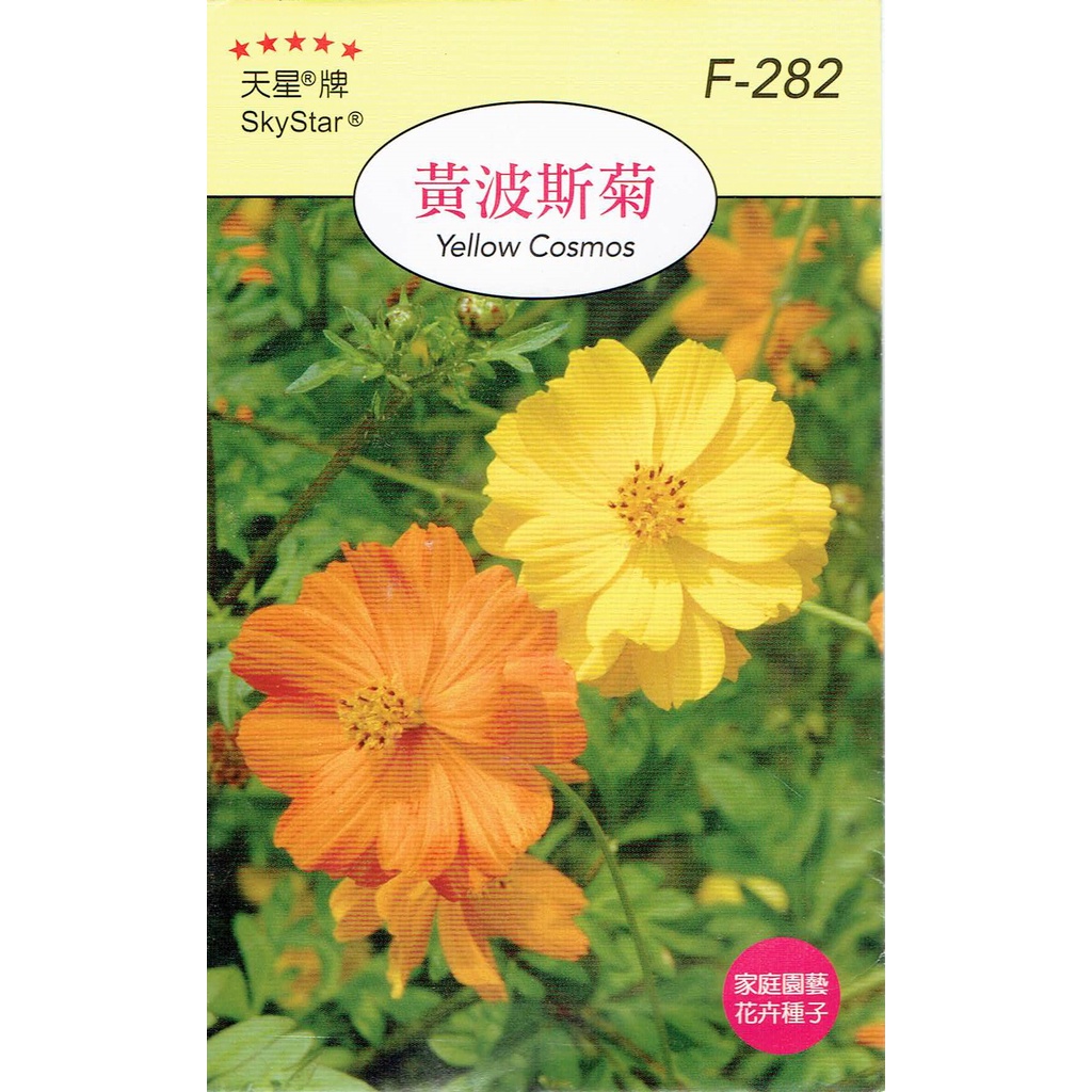 尋花趣 黃波斯菊(Yellow Cosmos)【花卉種子】 天星牌 小包裝種子
