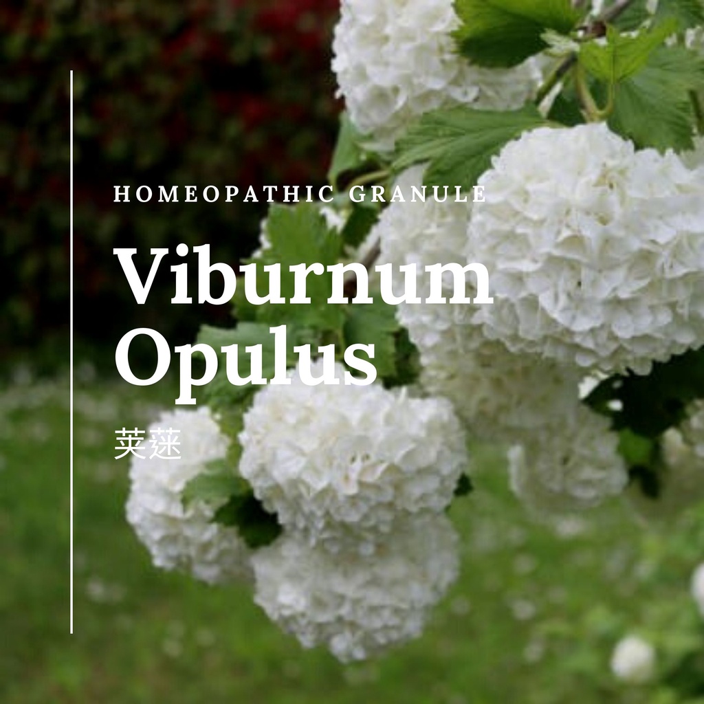 順勢糖球【荚蒾●Viburnum Opulus】Homeopathic Granule 9克 食在自在心空間