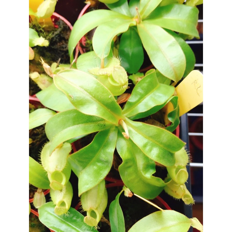 🍀食蟲植物夢工廠🏡  Nepenthes ampullaria green  綠蘋果豬籠草