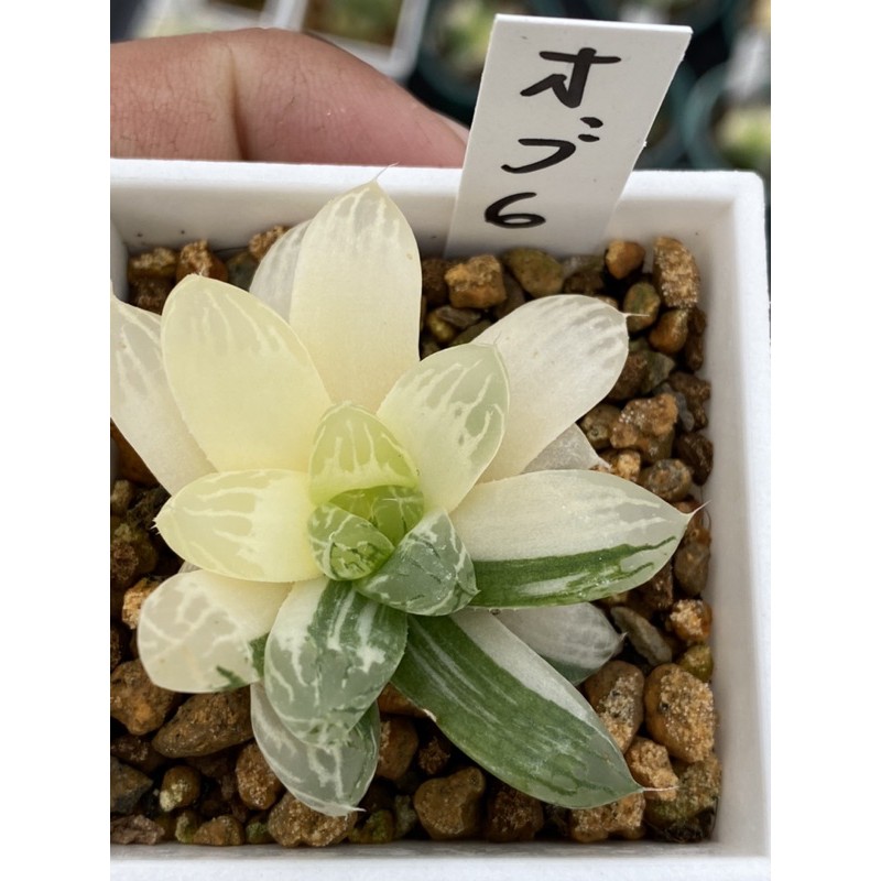 Haworthia ハオルチアオブツーサ錦 蝦皮購物