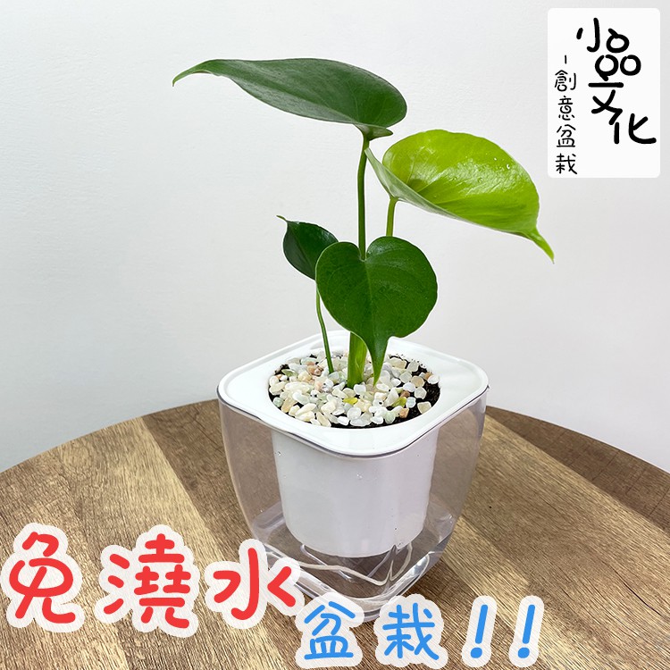 【小品文化】龜背竹【現貨】4吋透明免澆水懶人盆栽 龜背芋 加水更方便 觀葉植物 室內植物 創意花盆 居家辦公盆花