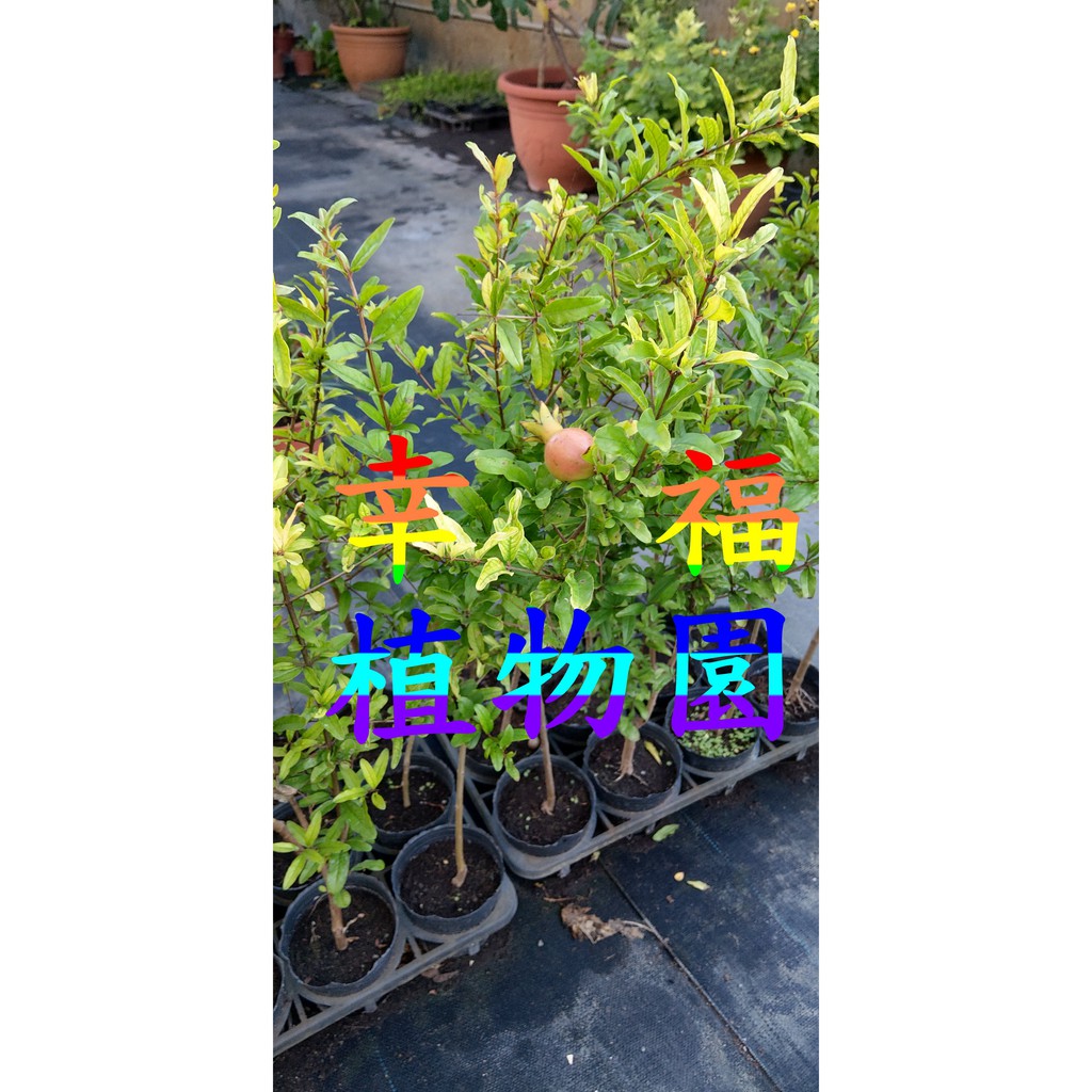 [幸福植物園]大紅袍甜石榴苗(50公分以上)超取會適當修剪