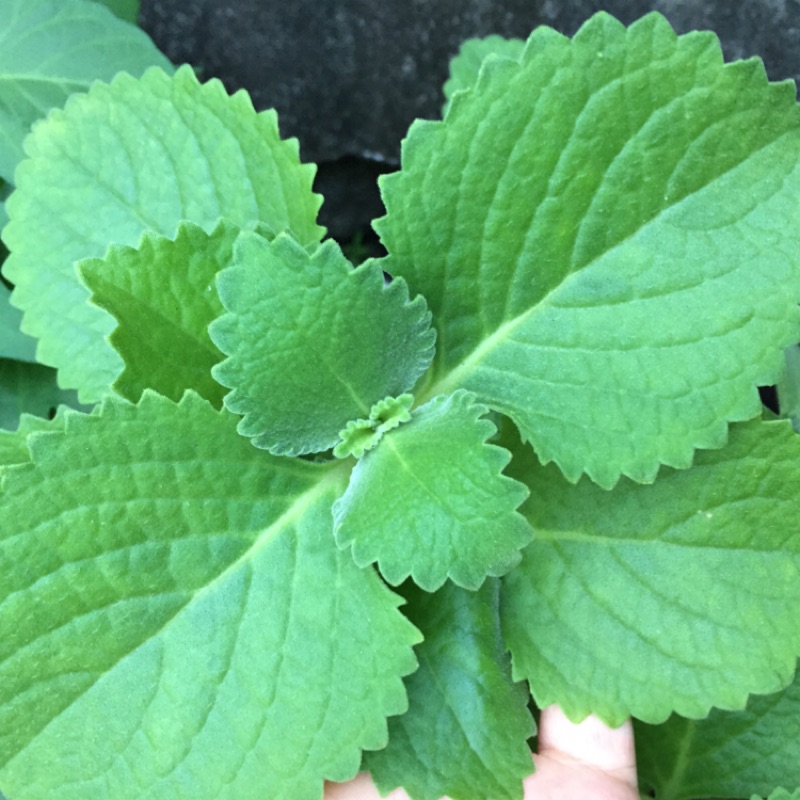 左手香葉 居家藥用植物 葉子 裸根苗 有根苗 可diy做防蟲液 防蚊液 可預約 蝦皮購物