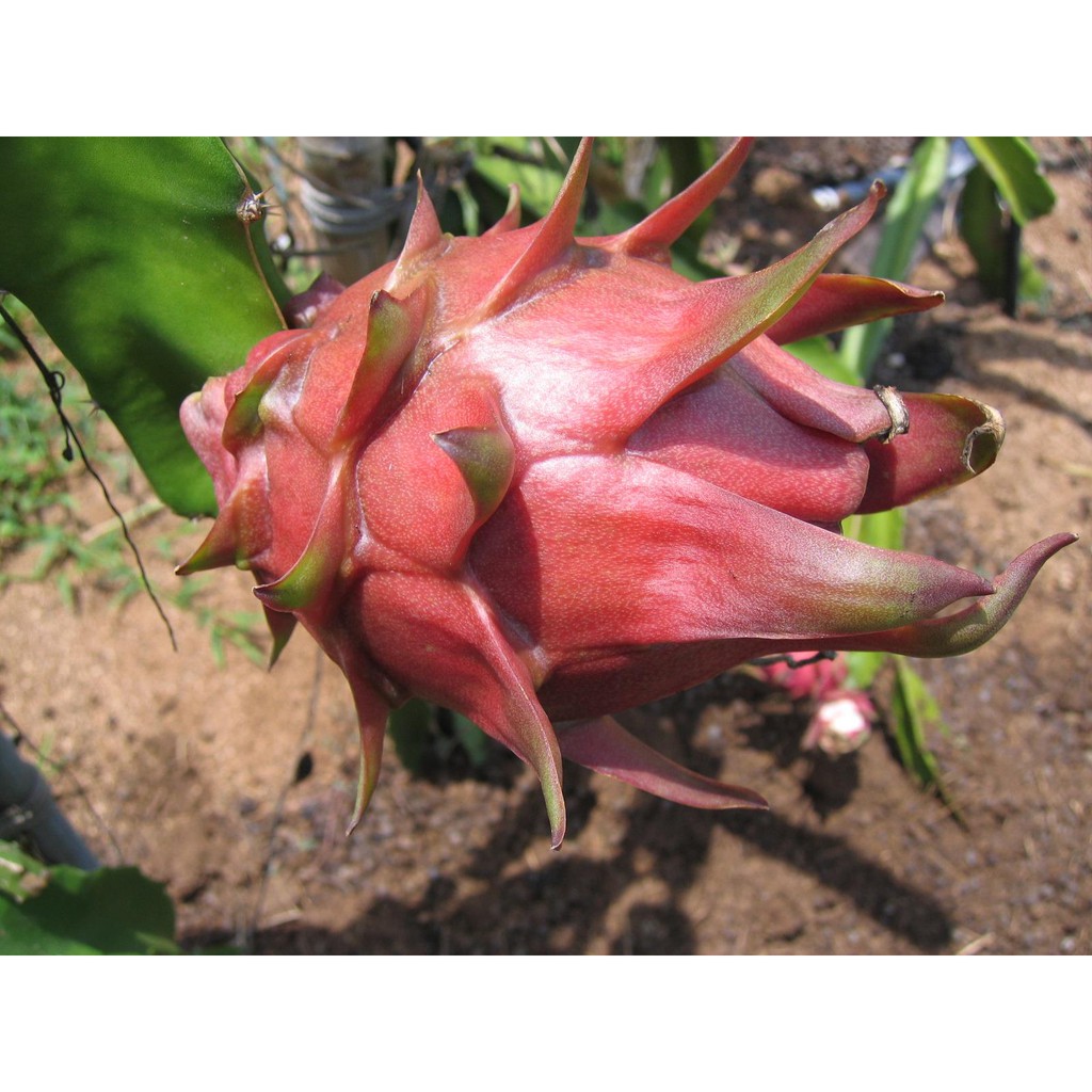 【新品種】 美國粉脆肉 紅龍果枝條、火龍果枝條、火龍果苗＜下標前請先發問 ＞