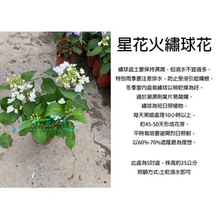 心栽花坊 紅繡球花 8吋 繡球花 開花植物 綠籬植物 售價900特價800 蝦皮購物