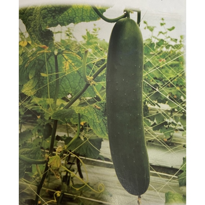 【媽咪蔬果園】、  漢寶 大黃瓜 種子