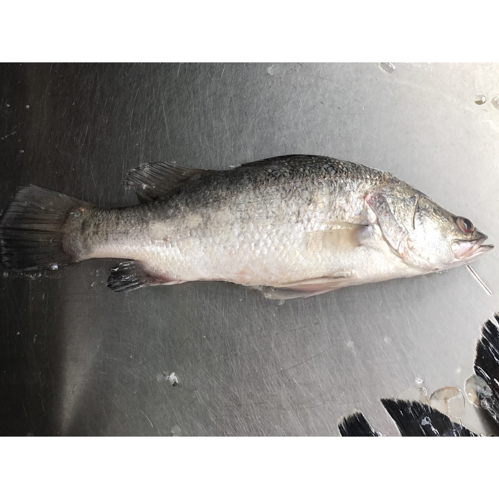 魚未有存 金目鱸魚約400g 一尾只要69元 蝦皮購物