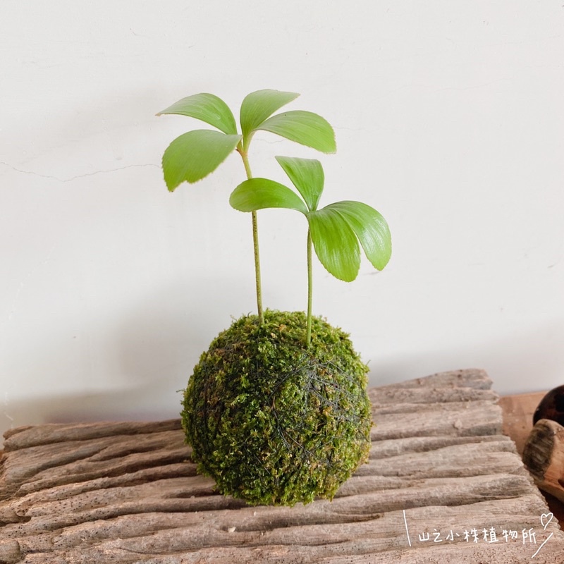 山之小株植物所幸運木鐵樹苔球苔玉觀葉植物 蝦皮購物