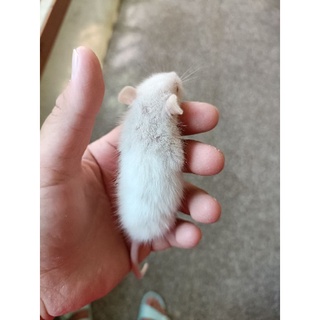 花枝鼠 優惠推薦 22年9月 蝦皮購物台灣