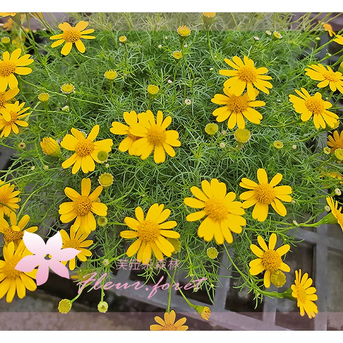 芙菈朵森林小蜜蜂情人菊金毛菊5 6吋盆季節花卉觀花植物花苗 蝦皮購物