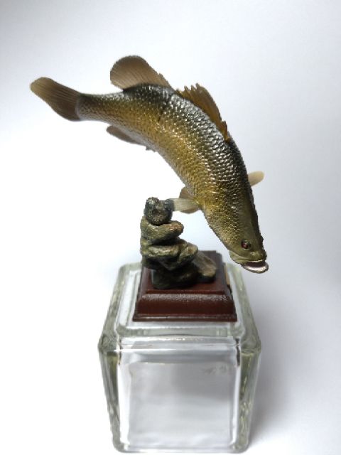 5倍券奇譚ntc 圖鑑日本的清流隱藏版金目鱸鱸魚海洋堂海遊館鳥羽水族館奇譚俱樂部日本清流淡水魚 蝦皮購物