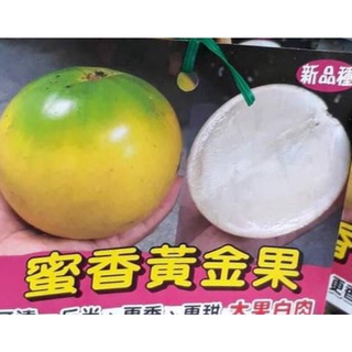 ★綠霖園藝★ 蜜香黃金果 靠接苗大果品種高度60公 水果樹苗/新興果樹/果苗/嫁接/植物/盆栽