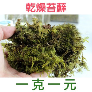 現貨 水苔 智利 中國 乾燥水苔乾燥水草鹿角蕨介質食蟲植物介質蘭花介質昆蟲保濕 綠色山嵐 蝦皮購物