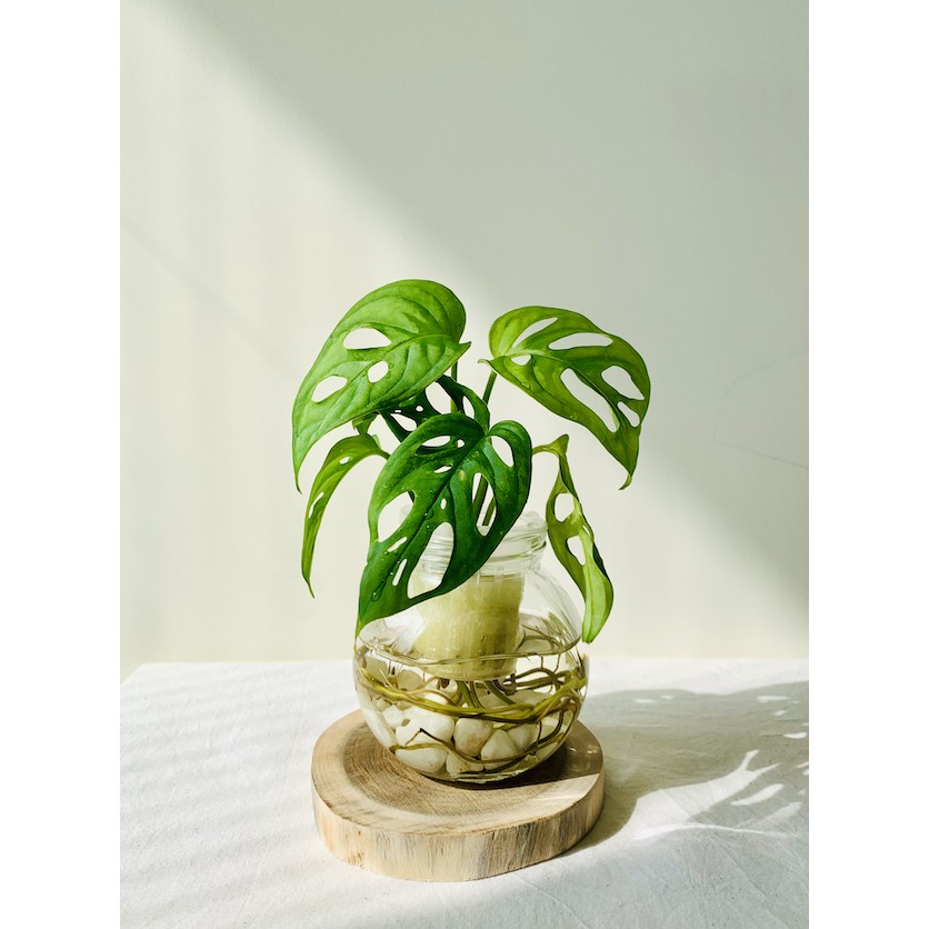 水耕窗孔龜背芋 洞葉龜背竹 洞洞蔓綠絨 含植物 玻璃瓶 水耕植物 水耕盆栽 水耕栽培 居家植物 網美植物 耐陰植物