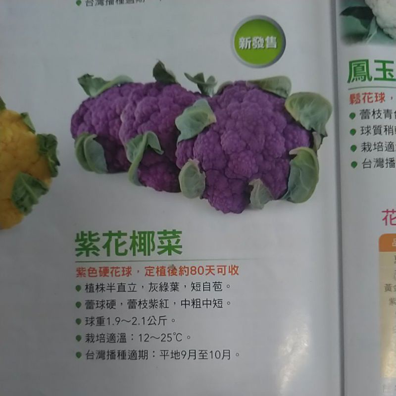 紫色花椰菜種苗神農種苗行