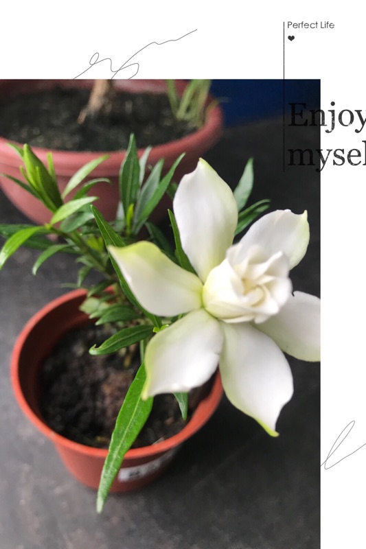 人非草木 綠水梔子花 喜代玉 蝦皮購物