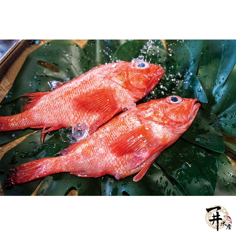 【一井水產】日本 已殺清 冷凍 喜知次 紅喉 無調味 無醃製 深海紅寶石 夢幻之魚