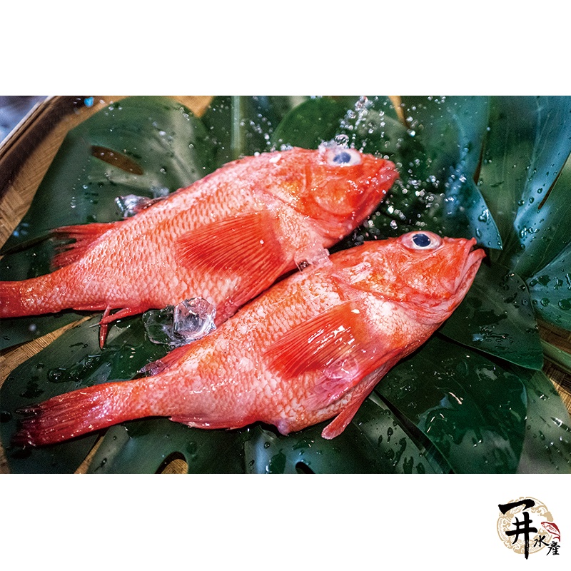 一井水產 日本北海道冷凍喜知次深海紅寶石夢幻之魚450克 10 隻 蝦皮購物