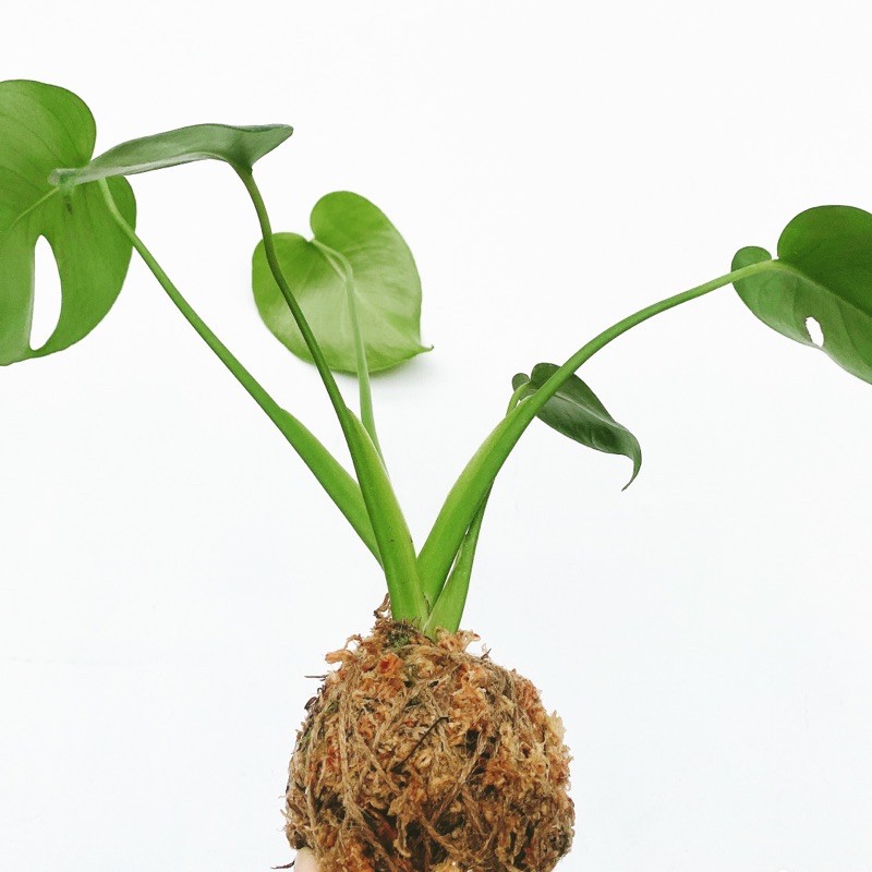 水苔球 龜背芋 緩拾苔球 蝦皮購物