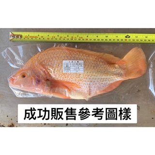 台灣紅鯛魚、現殺紅鯛魚、紅尼羅魚