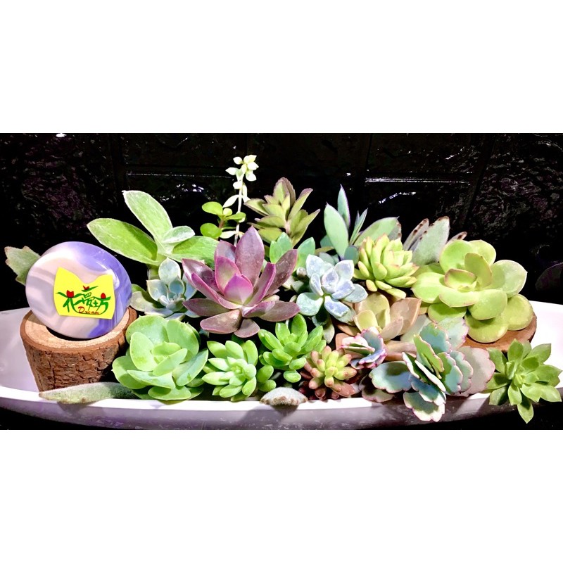 肉肉的季節來臨了 新手包 多肉植物砍頭苗 花夢坊 多肉植物居家植物組合盆栽新手包 現貨供應 蝦皮購物