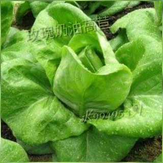 綠寶石萵苣種子100粒$10