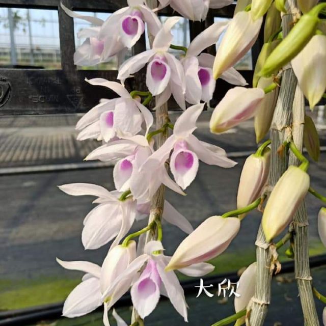 上賓蘭園 石斛蘭 大欣 1.7吋盆 賣植株