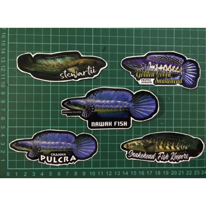 Chana Fish PREDATOR 魚貼紙