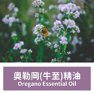【馥靖精油】奧勒岡精油(牛至精油) Oregano Essential Oil